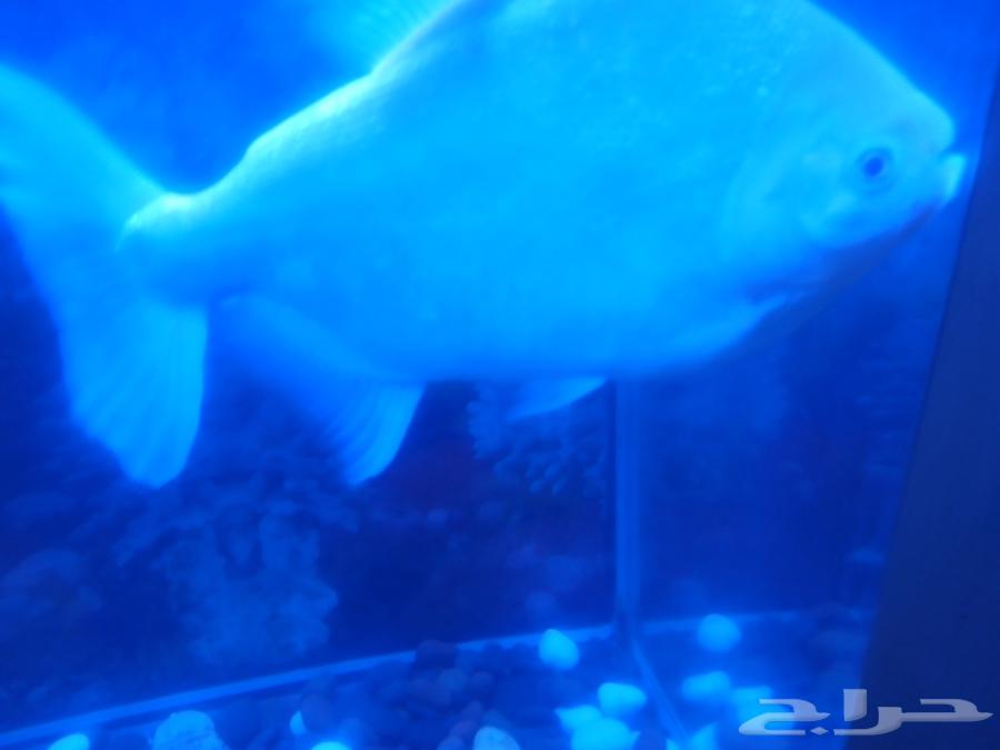 سمكة الباكو المفترس64836638231939113