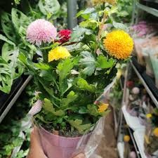 كل انواع الزراعه تنسيق الحدائق تزيين تقليم الأشجار والنخل64269275961987111