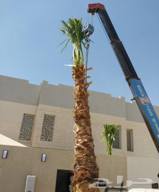 Date Palms for Sale: Shishi, Ajwa, Majdoul, Amber, Sakhi, Al-Kharj, Riyadh64836832959106114