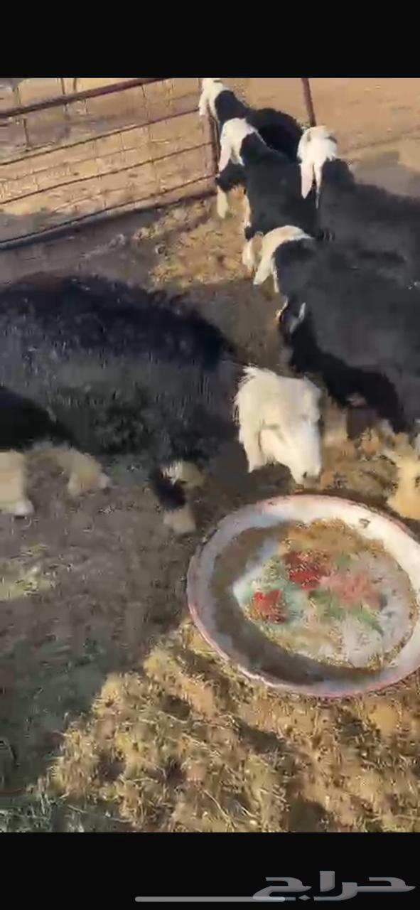 للبيع طليان نجد العدد 564474155835523111