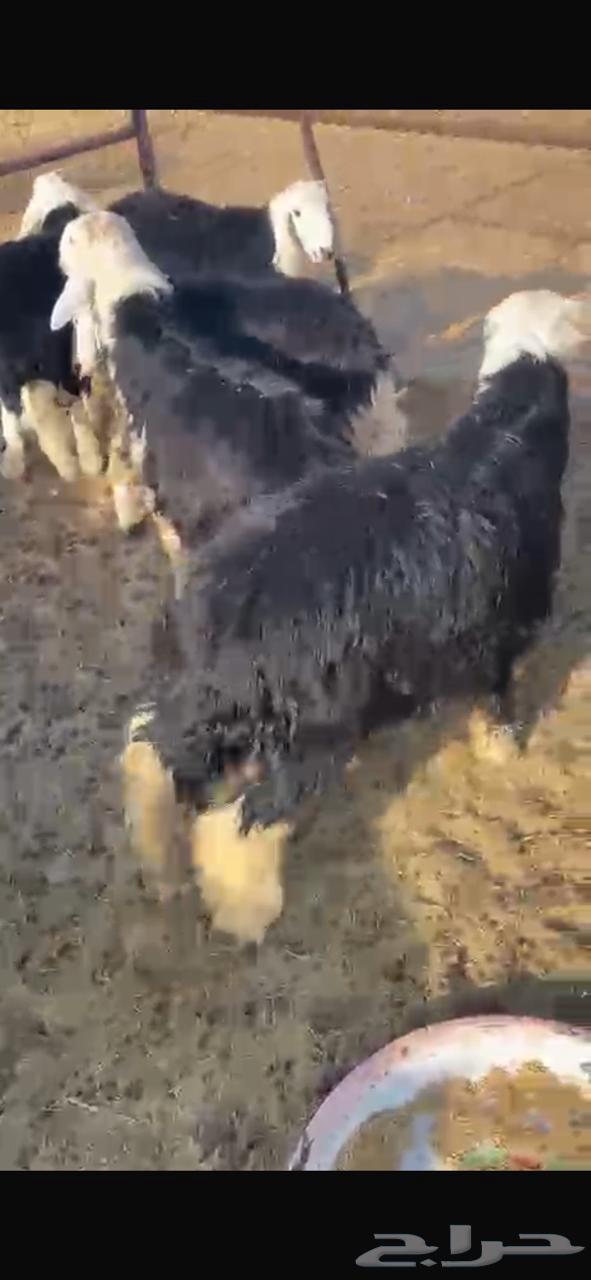 للبيع طليان نجد العدد 564474155835523110