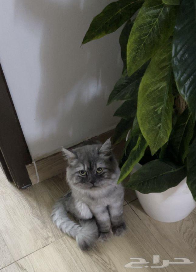 A cat for adoption named Bakbaki64191913398658111