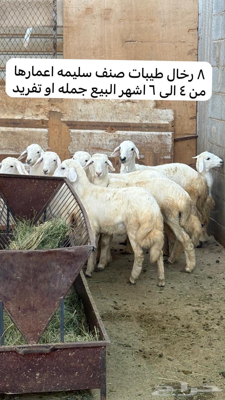 For Sale: Healthy Hairy Lambs and Kids64836819975169111