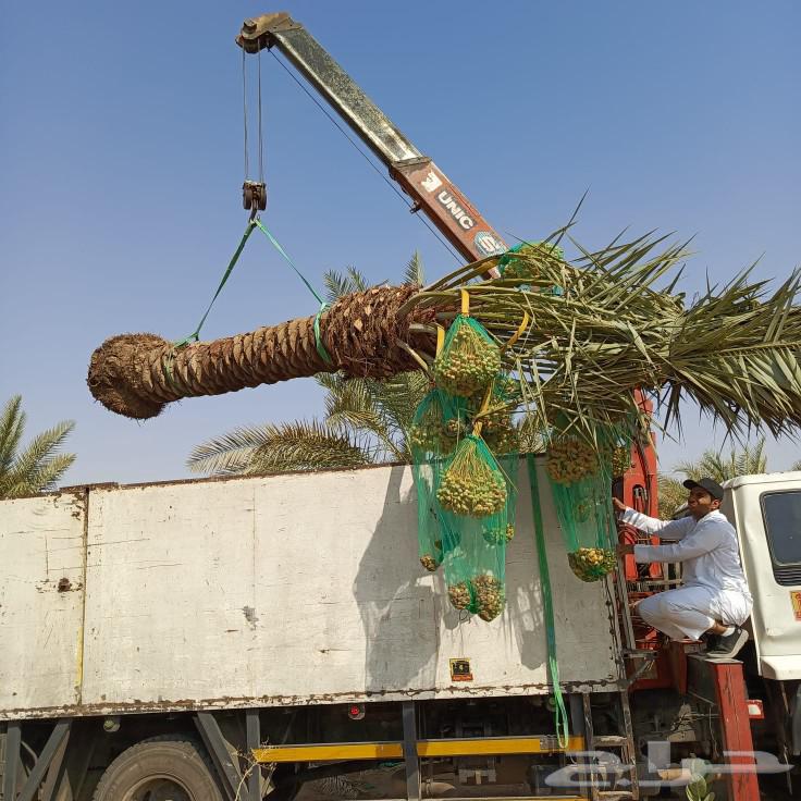 Date Palms for Sale: Shishi, Ajwa, Majdoul, Amber, Sakhi, Al-Kharj, Riyadh64836832959106113