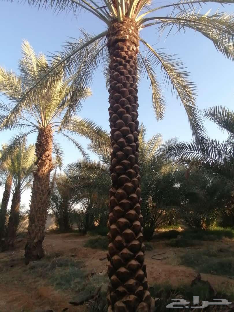 نقوم بتكريب النخيل وتنضيف وجراد وقلع وغرس وتحويض التواصل64570258139395111