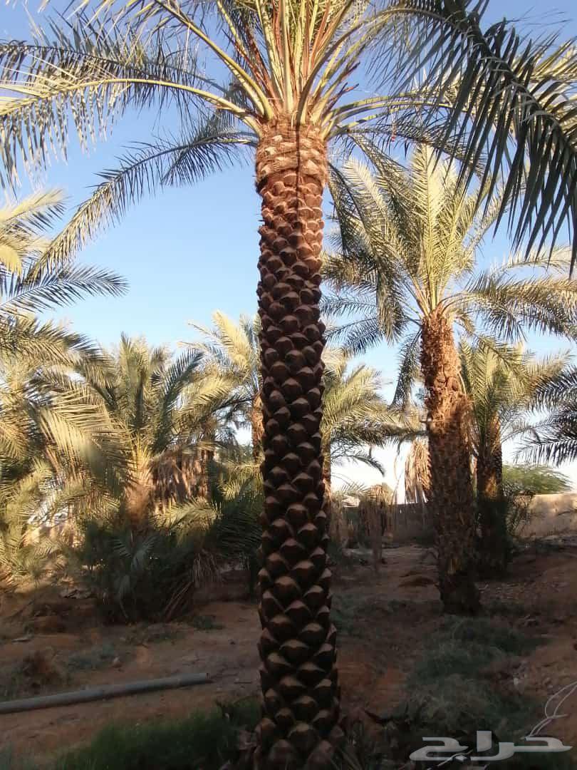 نقوم بتكريب النخيل وتنضيف وجراد وقلع وغرس وتحويض التواصل64570258139395110