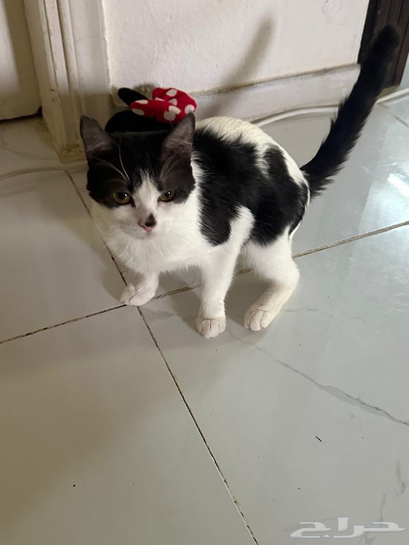 قطط للتبني جده64214575664258111