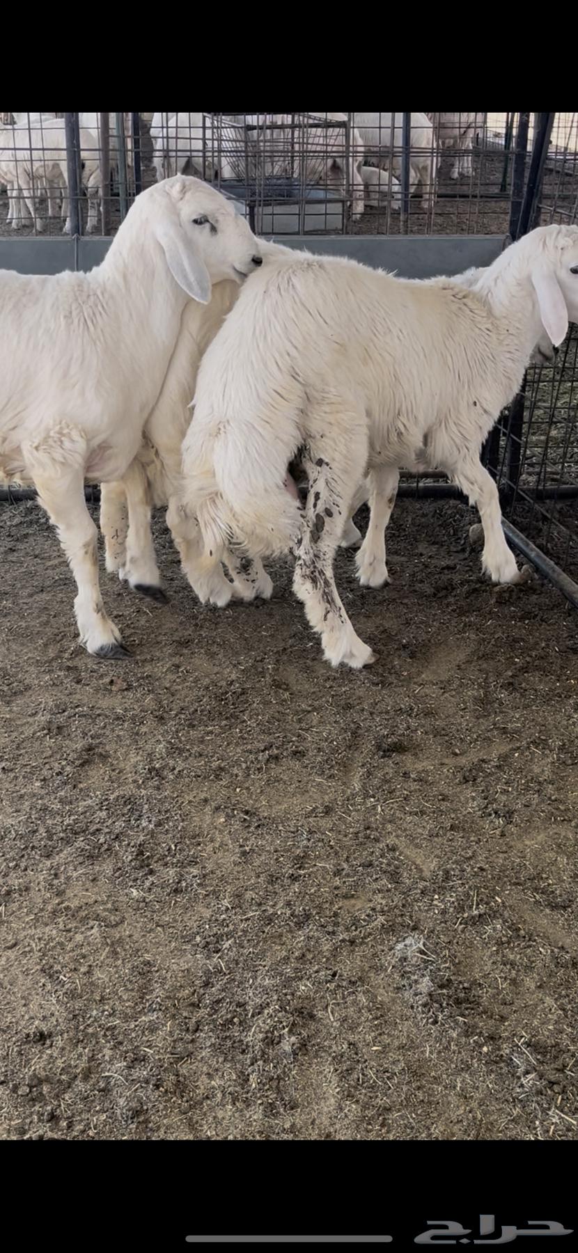 Italian Freedom Kafu64835792409090112