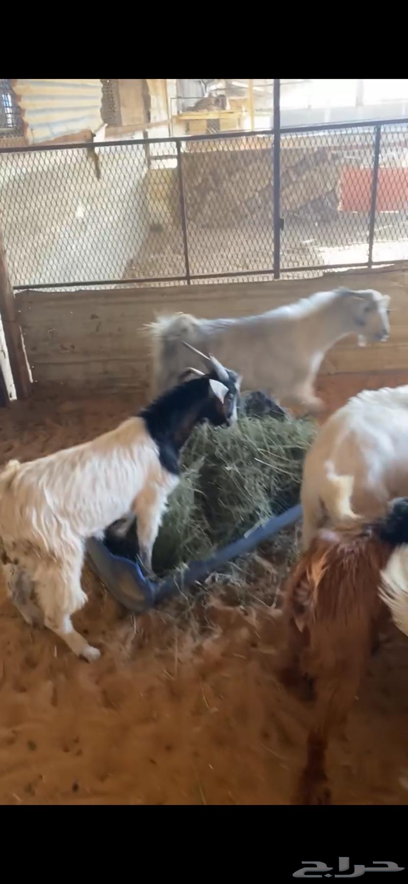 Goats for Sale64836871960963111
