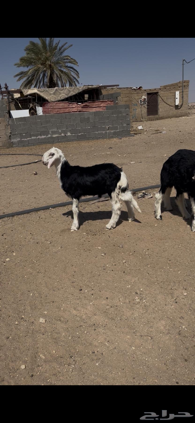 Talian Najd Sold64836832984065113