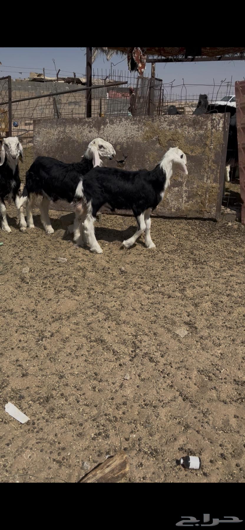 Talian Najd Sold64836832984065110