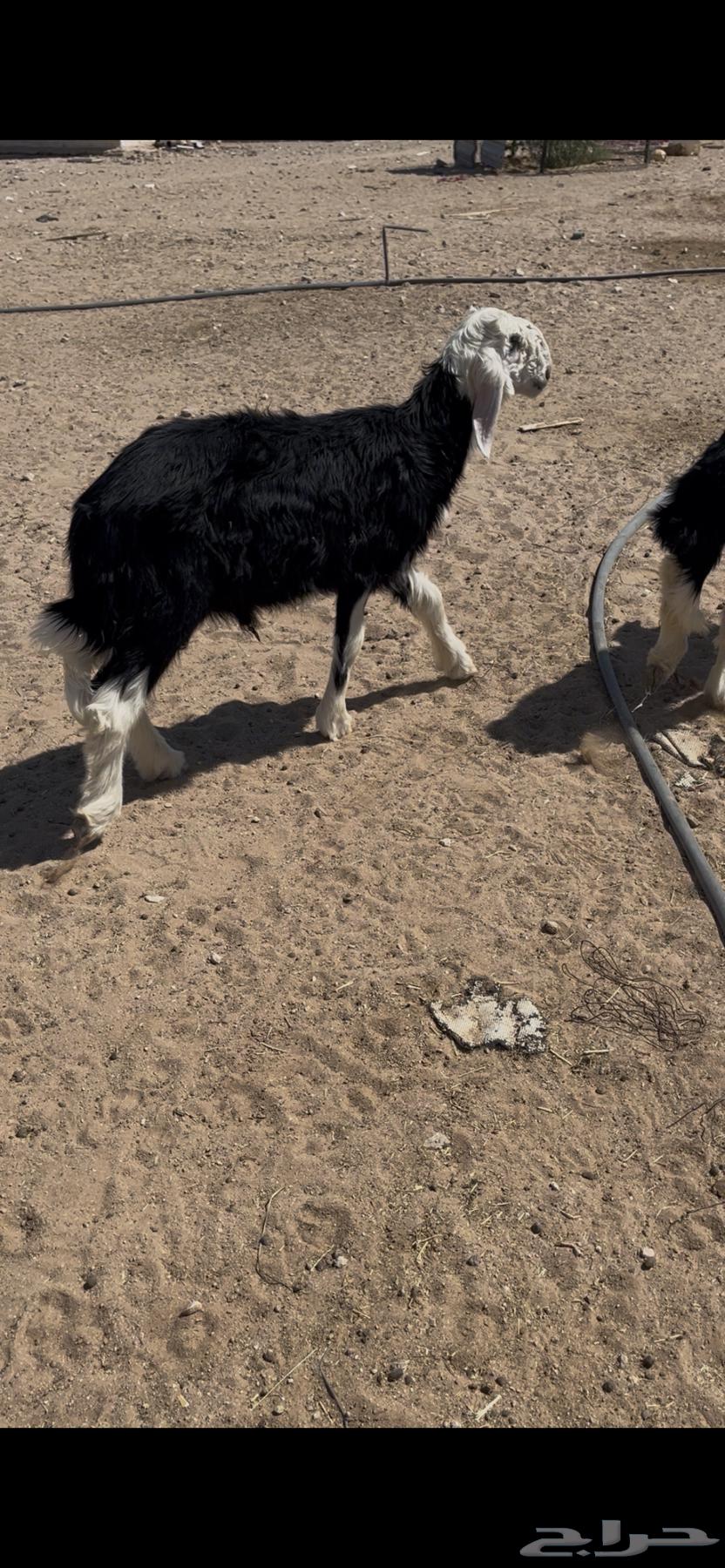 Talian Najd Sold64836832984065111