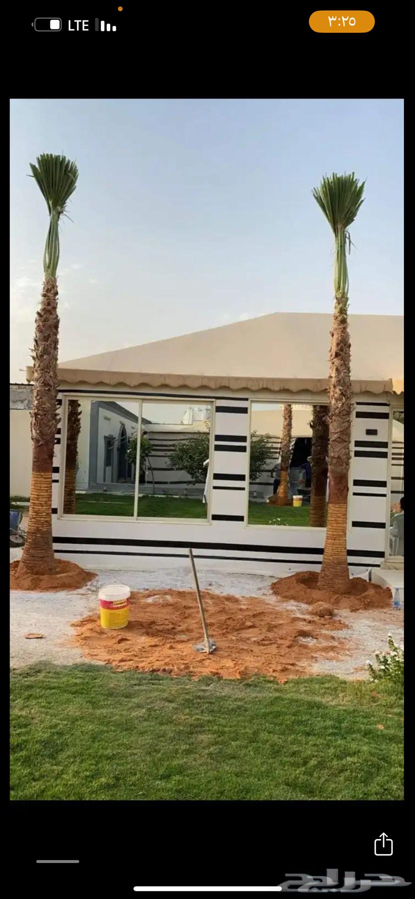 نخل واشنطن64191915066881111