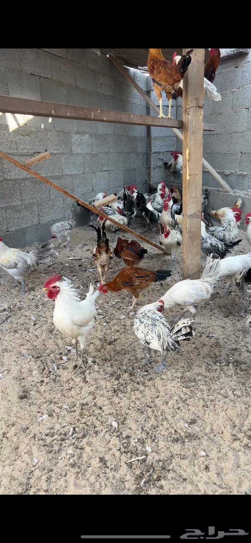 ديوك للبيع64835524110721110