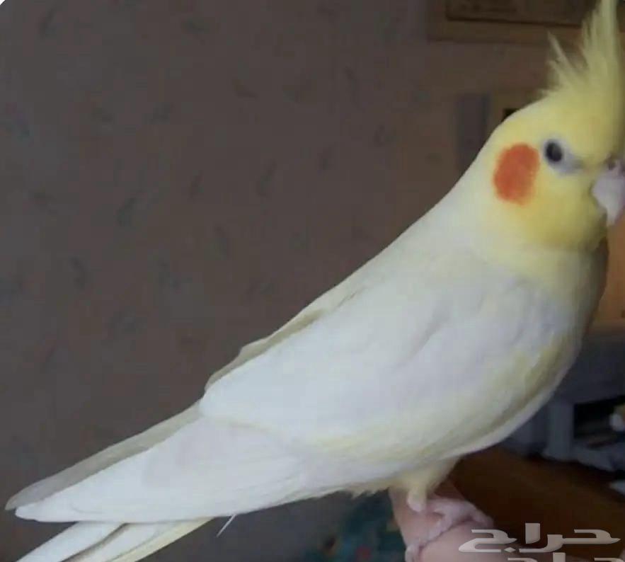 Curlew Bird64836651244034112