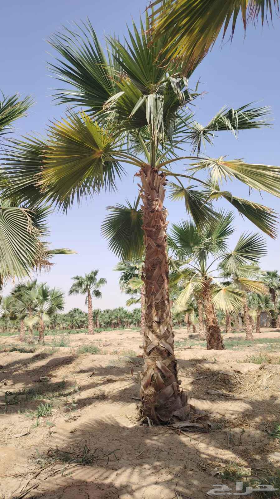 Nursery for landscaping, planting seedlings, and supply64192623018626113