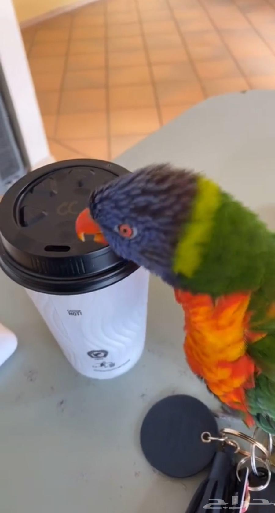 رينبو لوري اليف Rainbow Lorikeet64684339163906111