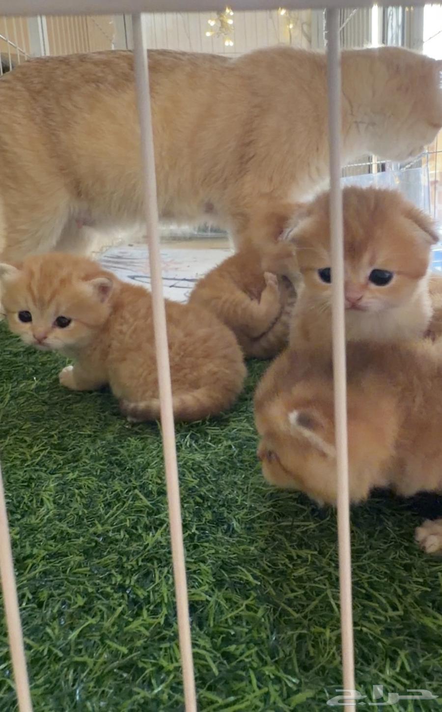 قطه قط كتن للبيع من انتاج بايدن64531309091075111