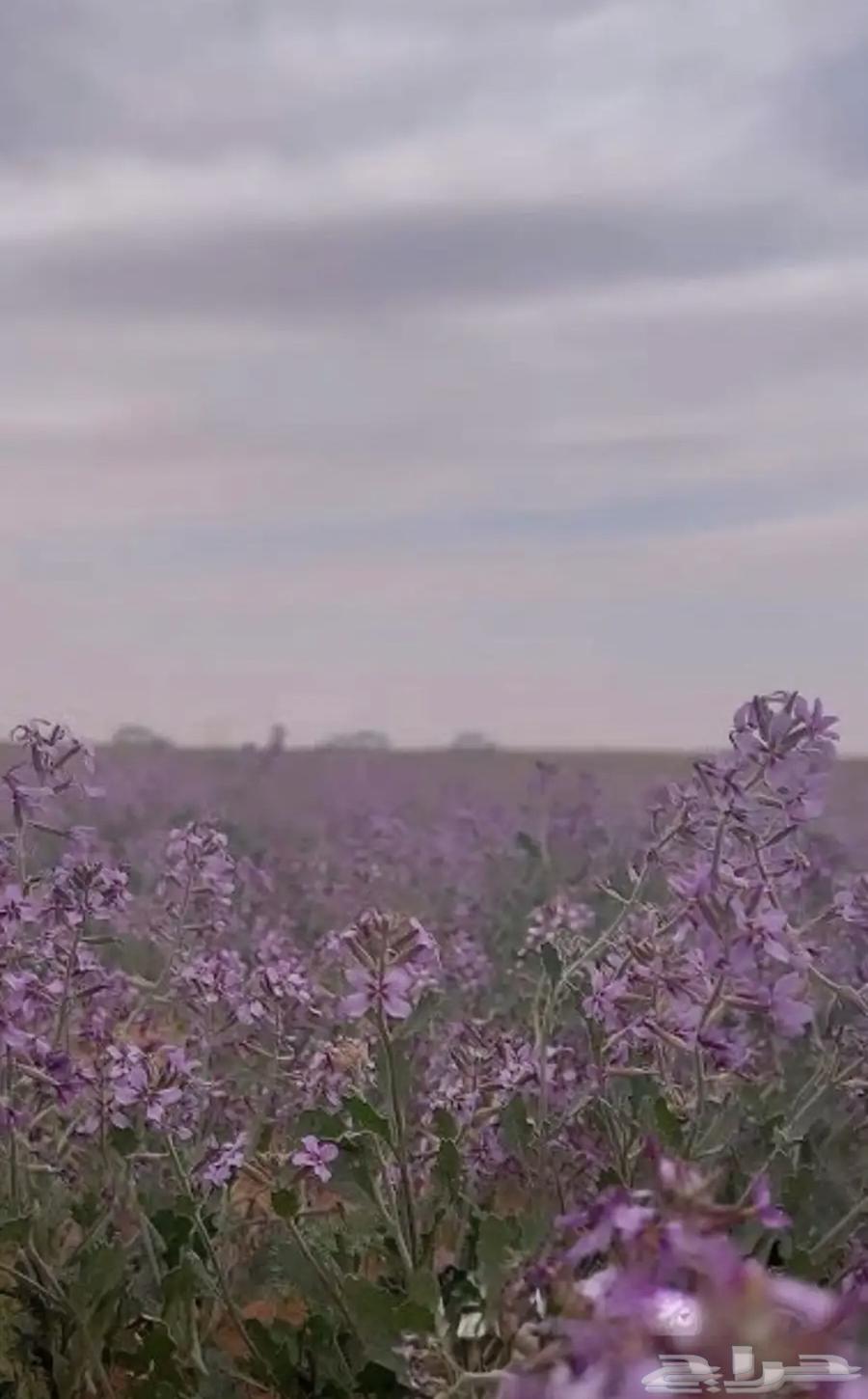 عرض خاص على بذور 14 نوع من النباتات العطرية الطبية البرية64560516155395111