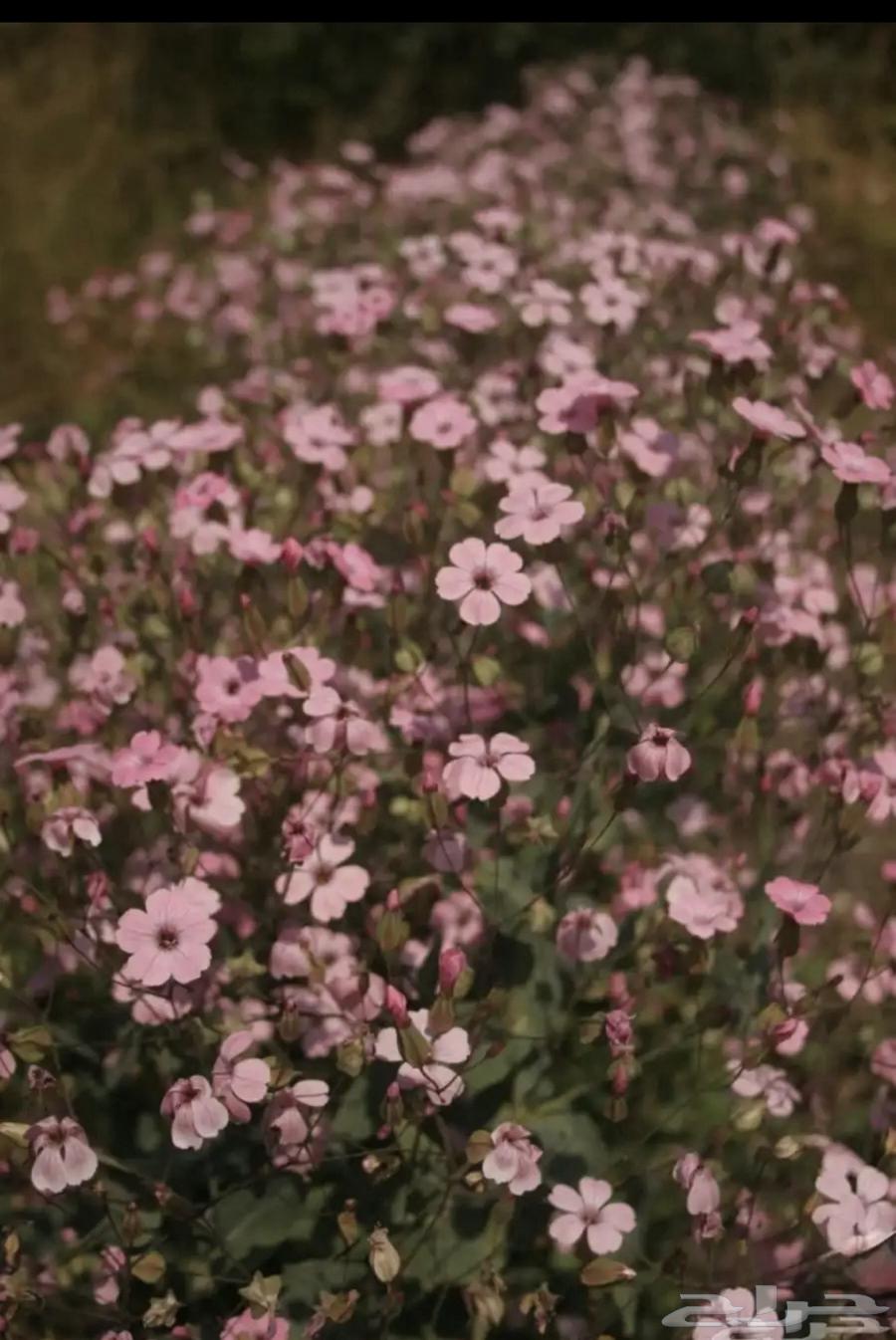 عرض خاص على بذور 14 نوع من النباتات العطرية الطبية البرية64560516155395112