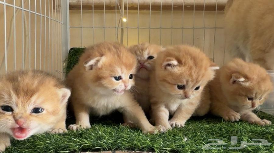 قطه قط كتن للبيع من انتاج بايدن64531309091075112