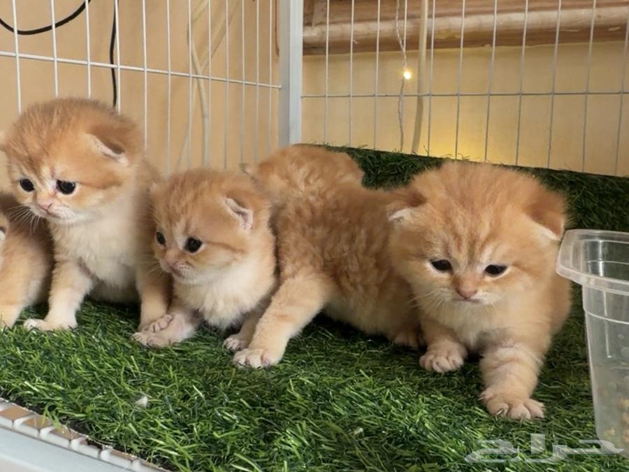 قطه قط كتن للبيع من انتاج بايدن64531309091075110