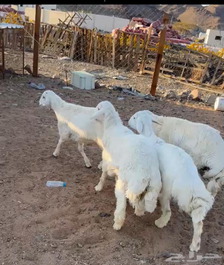 Premium free-range lambs, fully fattened, available with slaughter and delivery64465968664323114