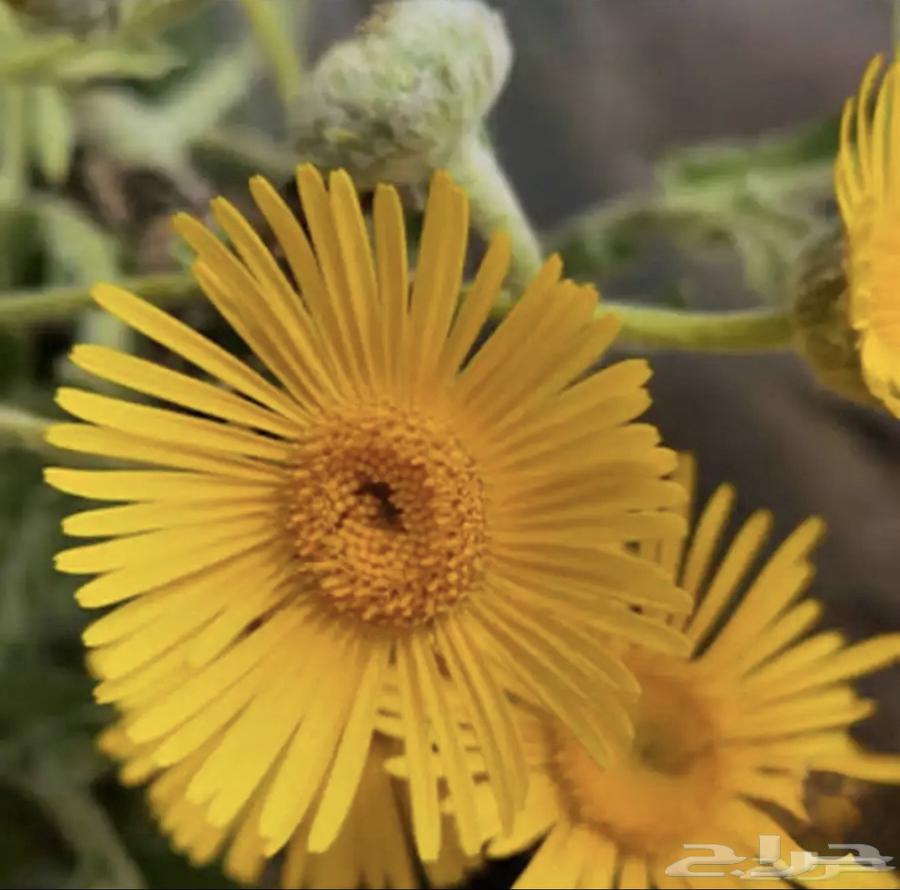 عرض خاص على بذور 14 نوع من النباتات العطرية الطبية البرية64560516155395110