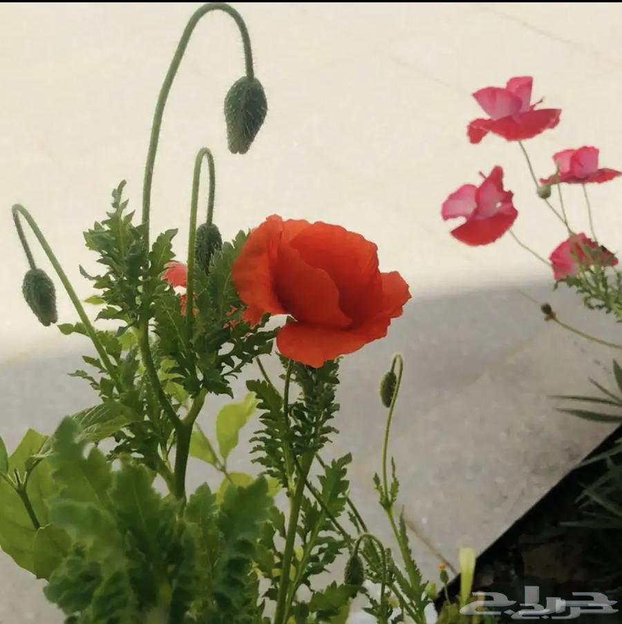 عرض خاص على بذور 14 نوع من النباتات العطرية الطبية البرية64560516155395113