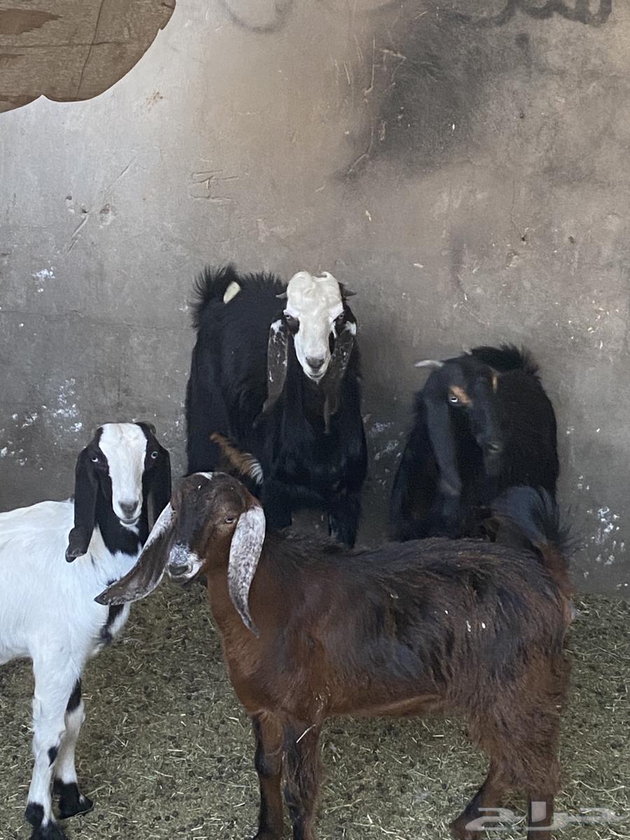 للبيع ذبايح صلخ وتوصيل مجاني تيوس بلدي وخرفان نعيم ونجدي64564671097347113