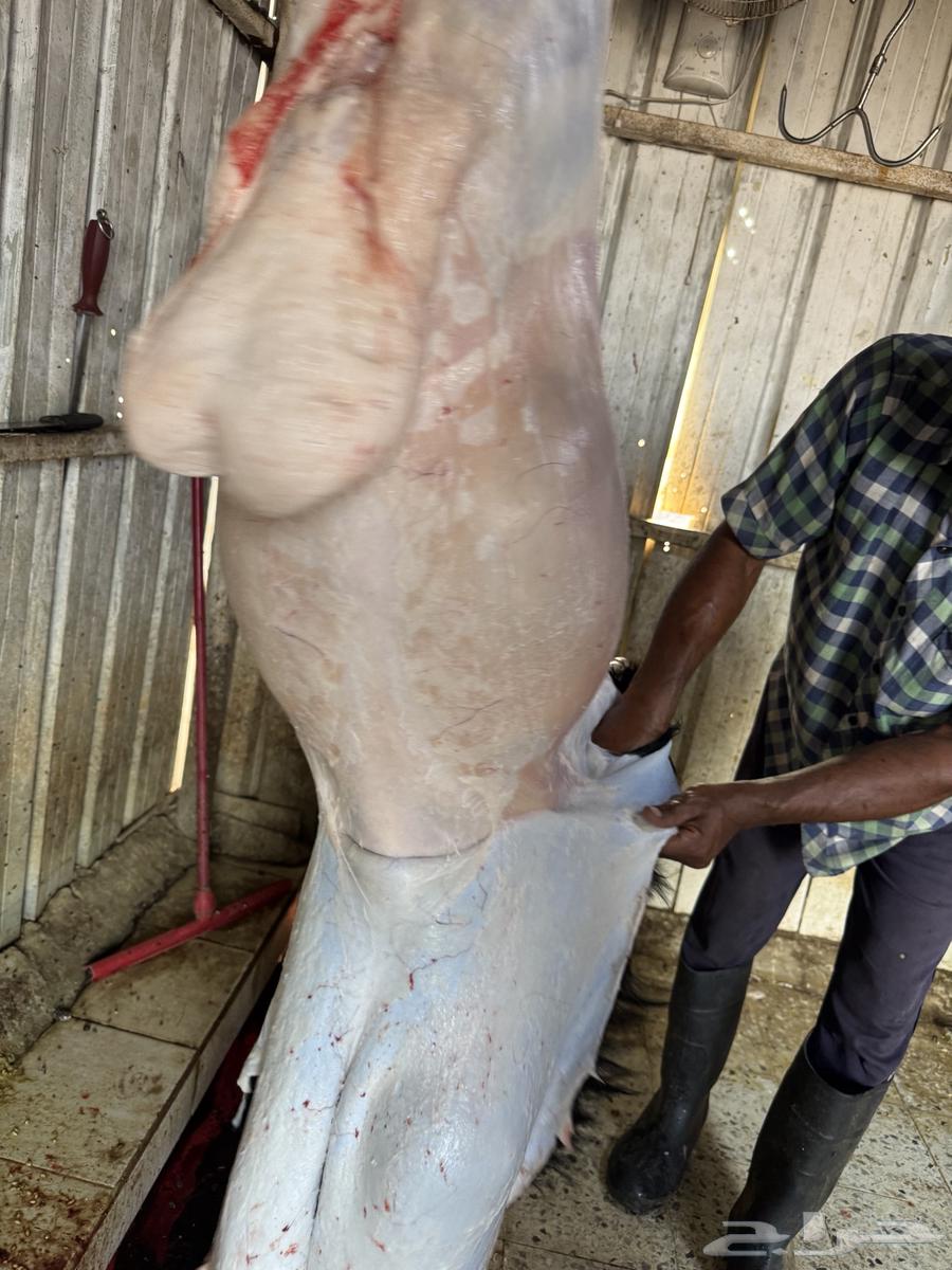 Premium free-range lambs, fully fattened, available with slaughter and delivery64465968664323112