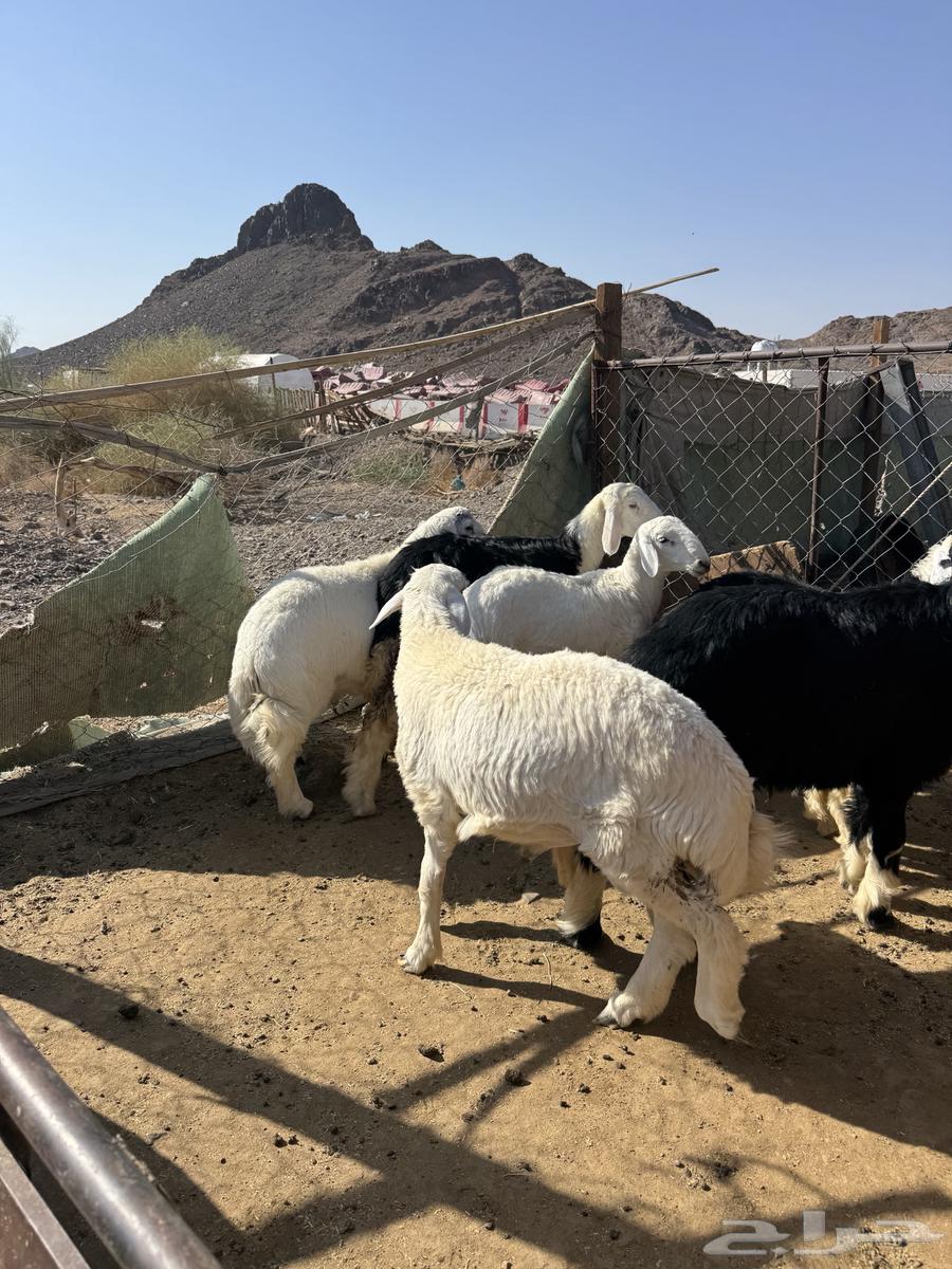 Premium free-range lambs, fully fattened, available with slaughter and delivery64465968664323110