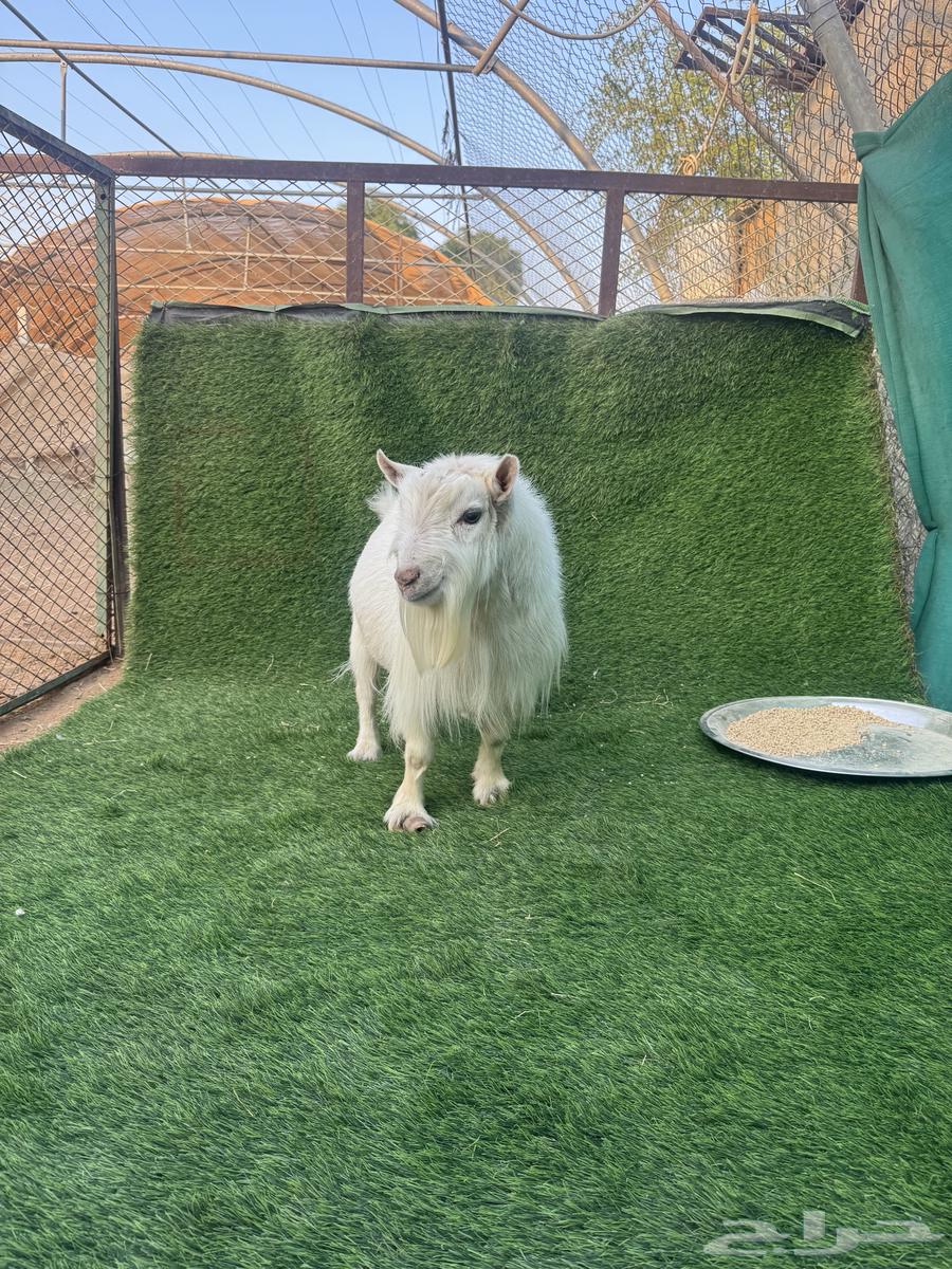 Al-Mazahimiah Nassah64420688575106113