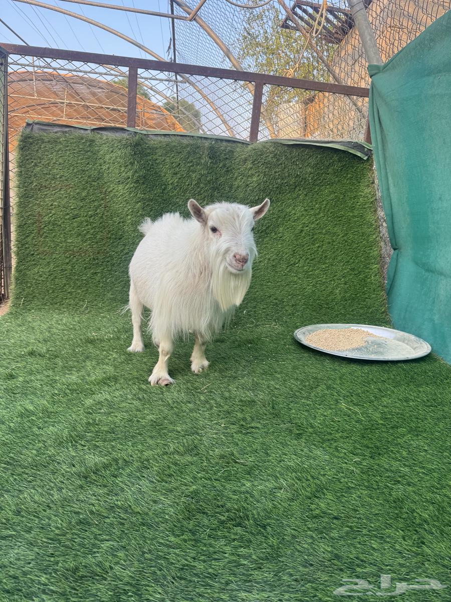 Al-Mazahimiah Nassah64420688575106112