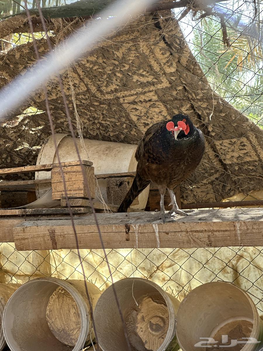 فزنت للبيع ذكور فقط64566382044930113