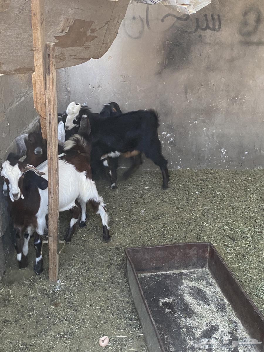 للبيع ذبايح صلخ وتوصيل مجاني تيوس بلدي وخرفان نعيم ونجدي64564671097347112