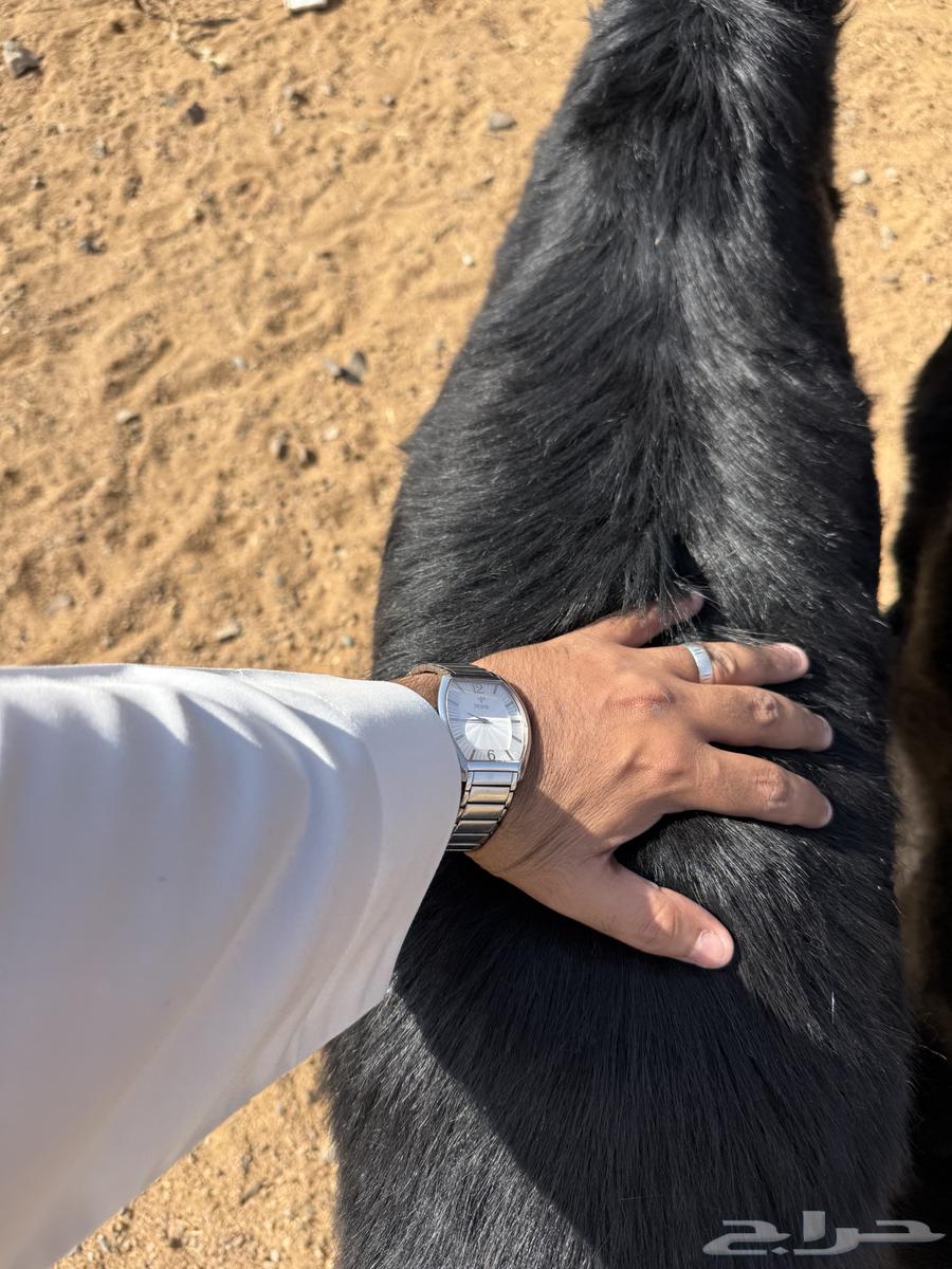 Premium free-range lambs, fully fattened, available with slaughter and delivery64465968664323113