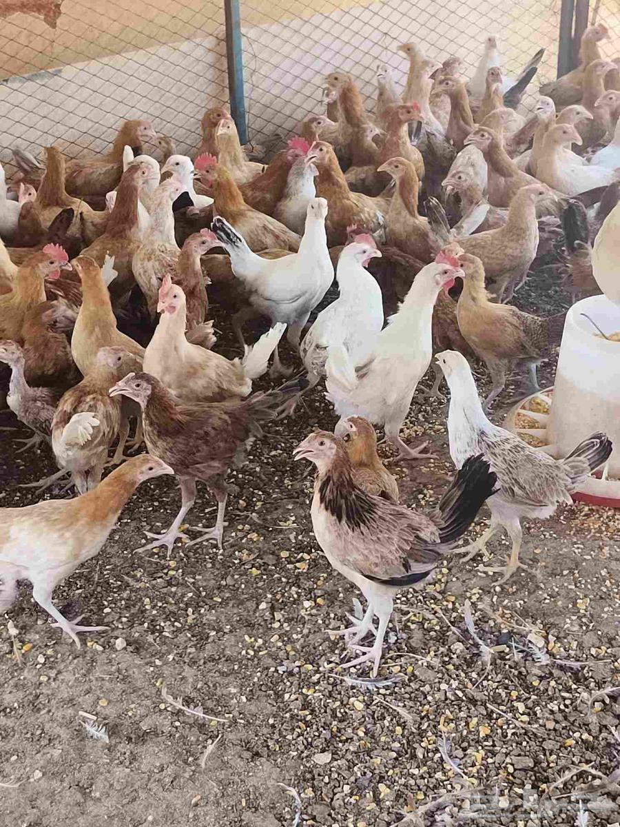 Local chickens, light-colored64546512058755112