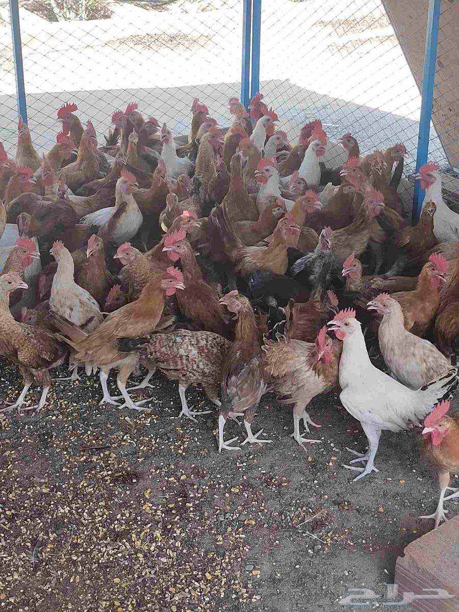 Local chickens, light-colored64546512058755114