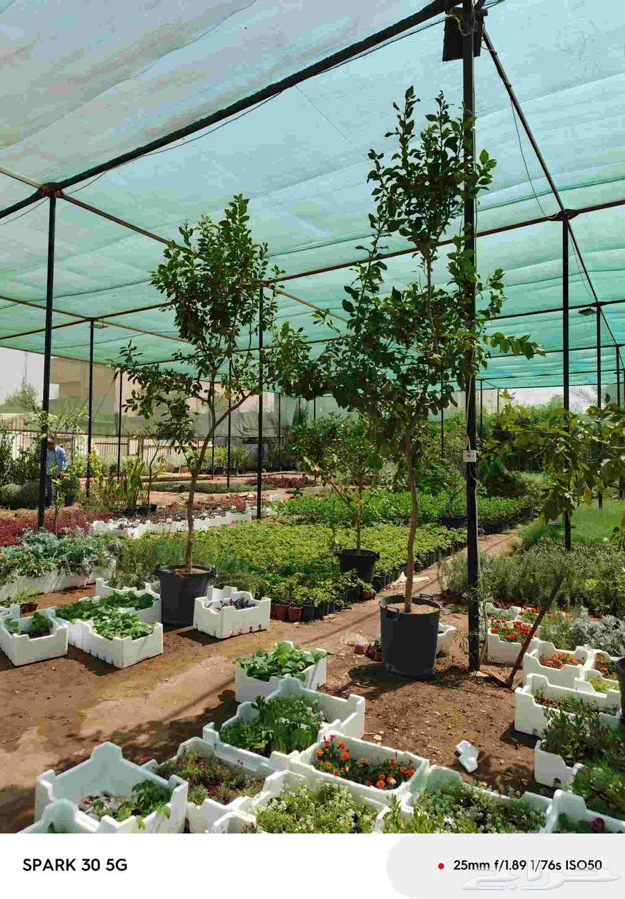 أشجار نحيل الفاخره واشنطني ومثمره للبيع64427932659585112