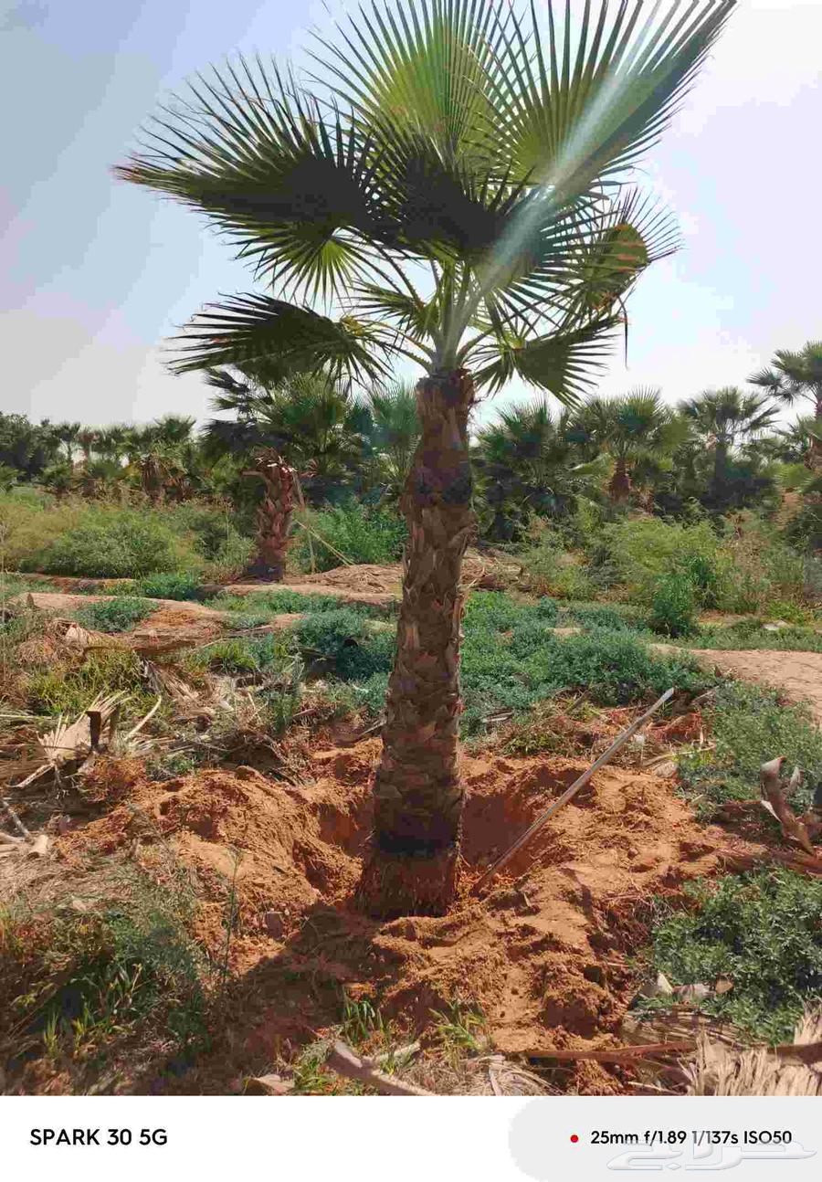 أشجار نحيل الفاخره واشنطني ومثمره للبيع64427932659585111