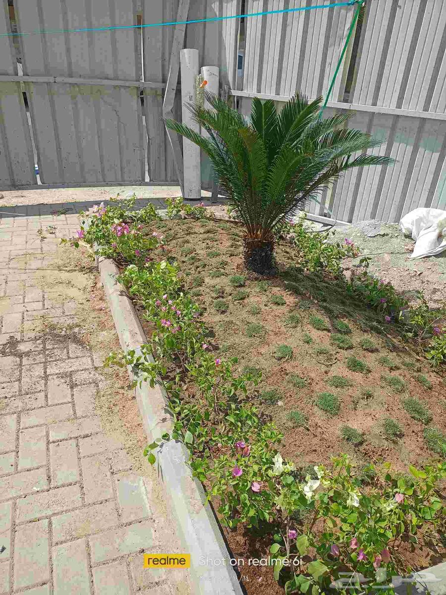 اشجار مثمرة وأشجار الزينه داخلي وخارجي64193585321090110