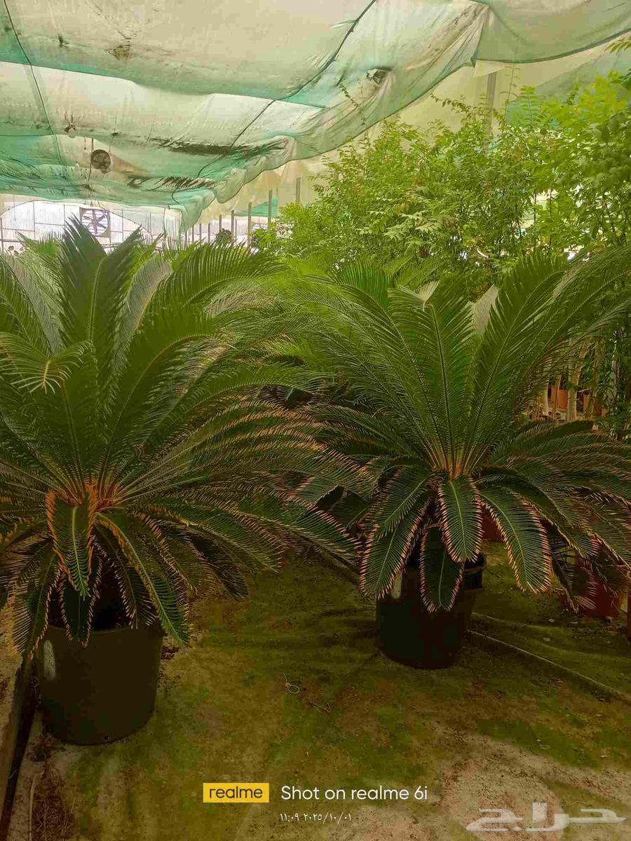 اشجار مثمرة وأشجار الزينه داخلي وخارجي64193585321090112