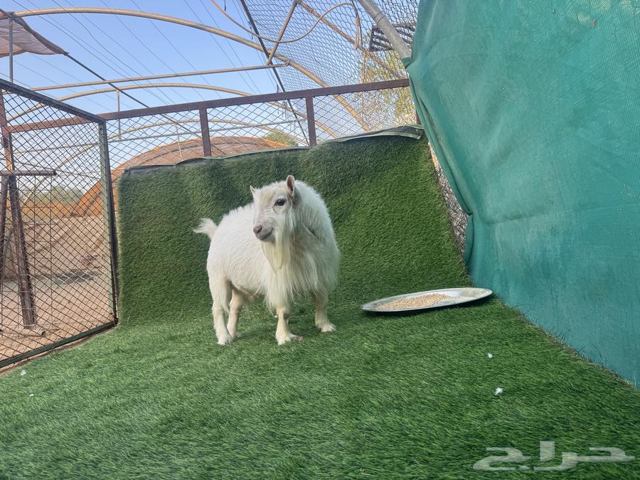 Al-Mazahimiah Nassah64420688575106114