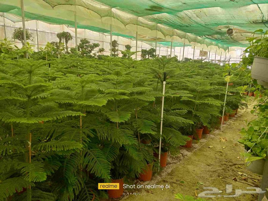 اشجار مثمرة وأشجار الزينه داخلي وخارجي64193585321090113