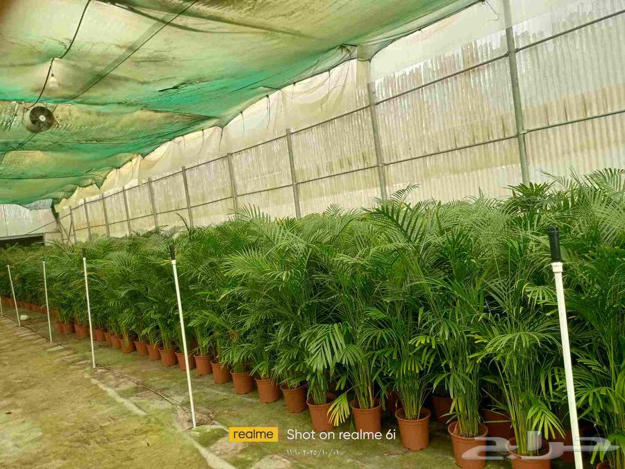 اشجار مثمرة وأشجار الزينه داخلي وخارجي64193585321090111