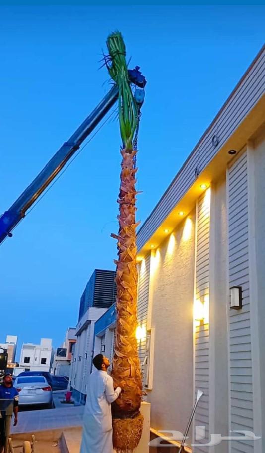 أشجار نحيل الفاخره واشنطني ومثمره للبيع64427932659585113