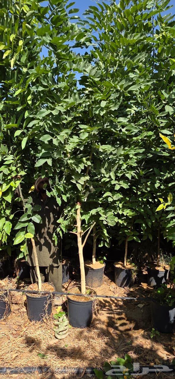 اكاسيا فستيولا سماكة الساق من بوصة الى 6 بوصة ك كميات64420621084418111