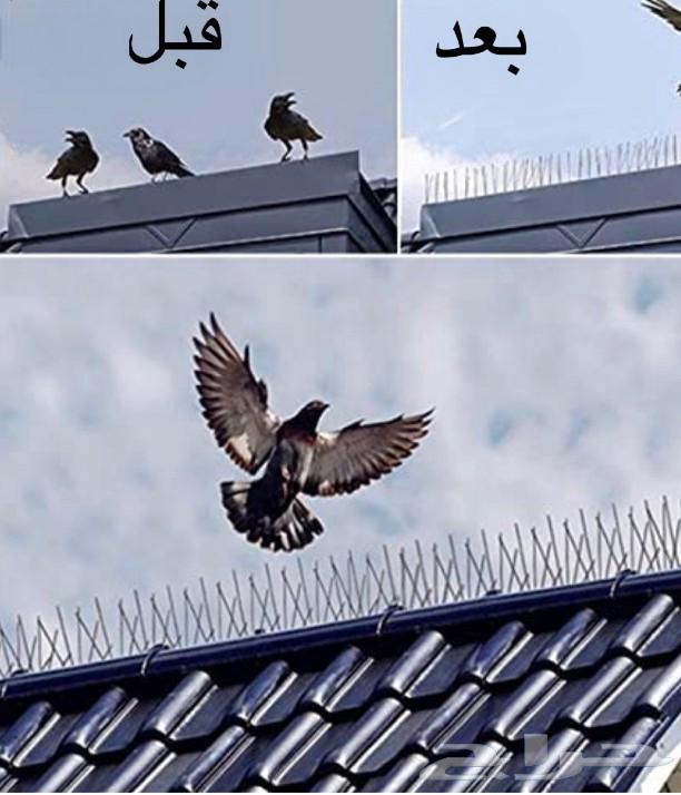 شركه تركيب شبك اشواك الحمام64193102208131111