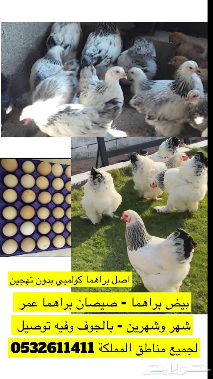 بيض براهما كولمبي كونك64462569349633111